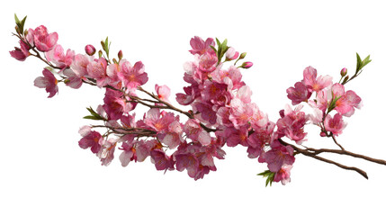 Cherry blossom branch with delicate pink sakura flowers blooming on transparent background, symbolizing spring and new beginnings