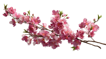 Cherry blossom branch with delicate pink sakura flowers blooming on transparent background, symbolizing spring and new beginnings