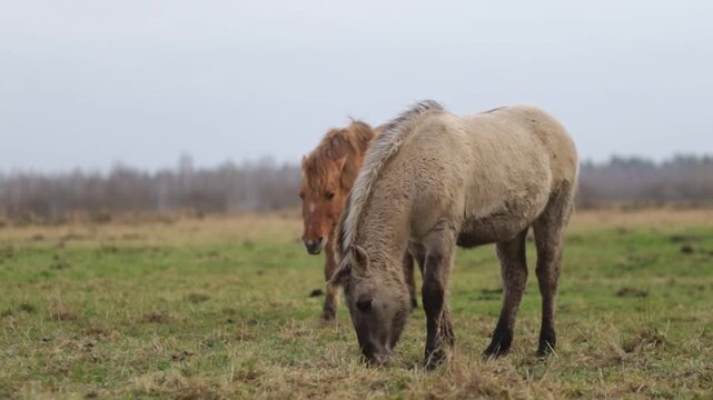 Wild tarpan horses in the wild in autumn
