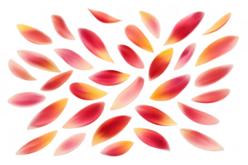 Pink, red, and yellow flying petals scattered in an artistic arrangement with a transparent background, symbolizing beauty
