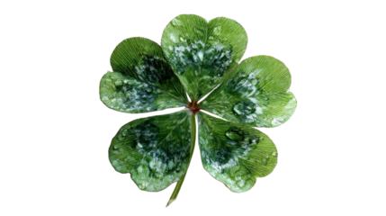 Four leaf clover luck symbol with water drops, a fresh green shamrock plant isolated against transparent background