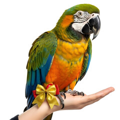 Fototapeta premium Macaw Parrot Bird Pet Owner Holiday Gift Present Exotic Tropical Avian Concept