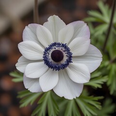 Delicate White Anemone Flower Close-Up with Dark Center and Soft Natural Background
