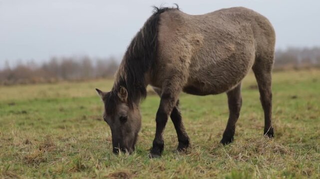 Wild tarpan horses in the wild in autumn
