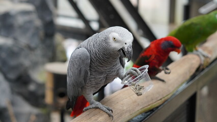 Fototapeta premium Close-up of an African grey parrot holding a food cup while perched on wood, with colorful parrots in the background. Perfect for wildlife, zoo, and exotic bird themes.