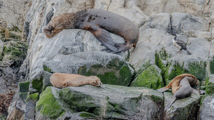 Sea Lions and Cormorants on an Islet in Tierra del Fuego, Near Ushuaia Argentina