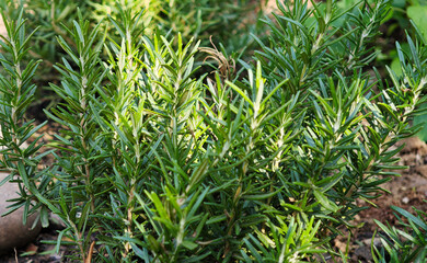 Rosemary plants in the garden