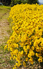 Yellow Chrysanthemum flowers in the garden
