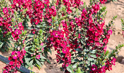 Red Willowleaf angelon (Angelonia salicariifolia)