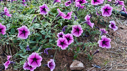 Pink Petunia in the garden