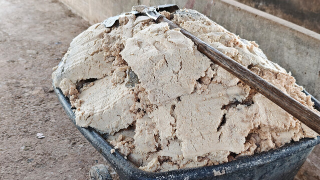 Cooked cassava pulp is used as food for cattle.