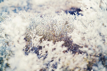 Frost and ice of plants in dreamy Texas landscape during winter season closeup.