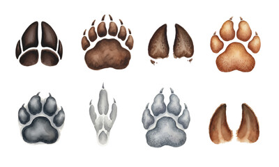 Watercolor Set of Assorted Animal Paw Prints and Tracks
