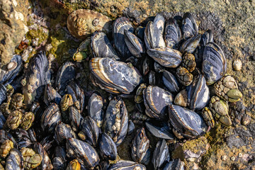 Pollicipes polymerus, gooseneck barnacle or leaf barnacle. with The California mussel (Mytilus californianus). Heisler Park, Laguna Beach is a city in Orange County, California, United States. Pacific