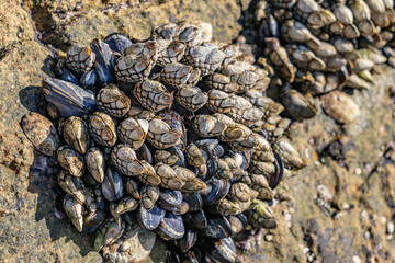 Pollicipes polymerus, gooseneck barnacle or leaf barnacle. with The California mussel (Mytilus californianus). Heisler Park, Laguna Beach is a city in Orange County, California, United States. Pacific