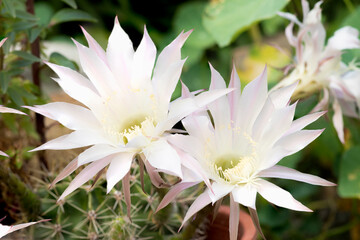 Hermosas Flores Blancas Naciendo de Cactus Verde en el Jard&iacute;n