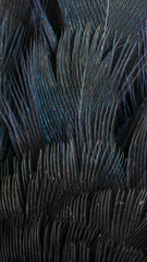 macro photo of black feathers. background or textura