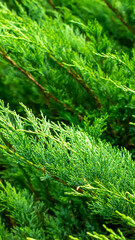 green juniper branches with visible details. background or texture