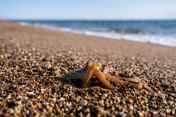 Little octopus washed ashore on beach sand. Marine octopus on sunny beach sand. Tiny octopus on coastal sand at the seaside.