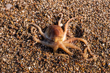 Little octopus washed ashore on beach sand. Marine octopus on sunny beach sand. Tiny octopus on coastal sand at the seaside.