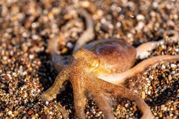 Little octopus washed ashore on beach sand. Marine octopus on sunny beach sand. Tiny octopus on coastal sand at the seaside.