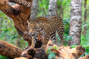 Majestic South American jaguar panthera onca in selective focus and fine detai