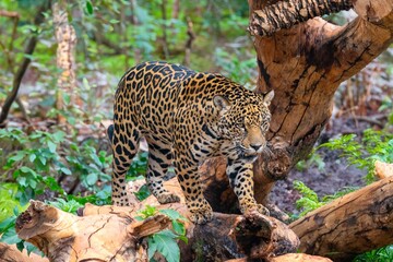 Majestic South American jaguar panthera onca in selective focus and fine detai