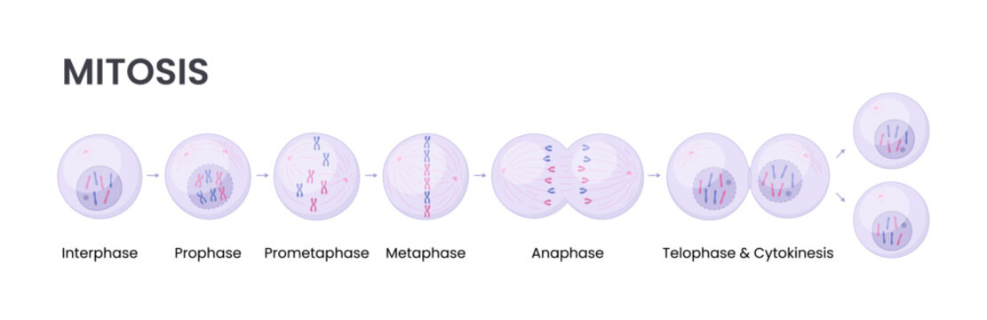 Vector illustration of Mitosis phases. Cell division