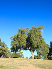 Mature weeping willow acacia tree in Conocido Park in late fall beginning of winter season, Phoenix, Arizona