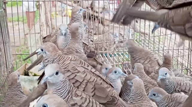 Javanese Turtle Doves (Geopelia Striata) are often kept by bird lovers because, according to traditional beliefs, their voices are often associated with peace and protection and also bring good luck.