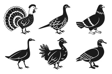 Fototapeta premium 22---farm-birds-6-icon---chicken--duck--goose--tur (1)