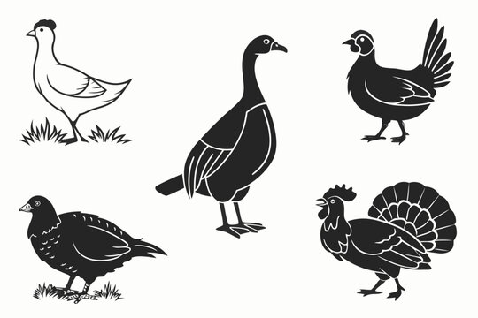 22---farm-birds-6-icon---chicken--duck--goose--tur