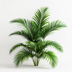 Fototapeta premium Green leaf of palm tree isolated on white background.