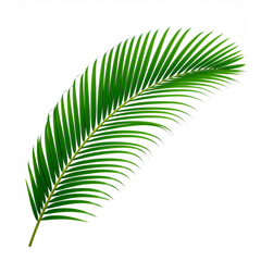 Obraz premium Green leaf of palm tree isolated on white background.