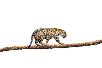 Majestic and powerful tropical jaguar isolated on plain background © Adilson
