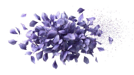 Purple flower petals dispersing, creating an exploding bloom effect with abstract motion on transparent background