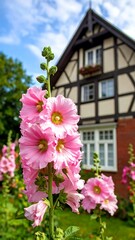 Tall pink flowers in full bloom, with building in background