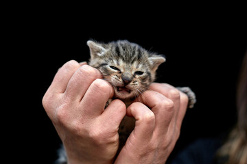 Tiny Tabby Kitten Held in Hands on Black Background