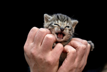 Tiny Tabby Kitten Held in Hands on Black Background