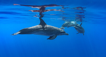 Dolphins in the sea © MJ