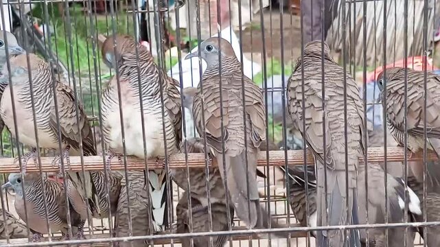 The philosophical meaning of keeping Javanese Turtle Doves (Geopelia Striata) is deeply rooted in traditional beliefs related to the noble values ​​of life, spirituality and the balance of nature.