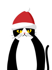 Cat with santa hat