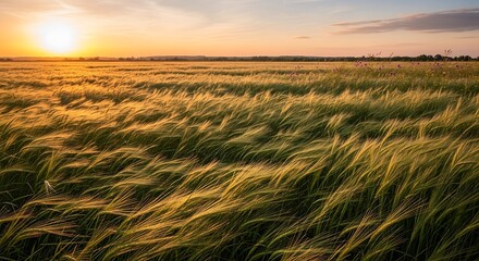 Golden wheat field swaying in the gentle breeze at sunset.