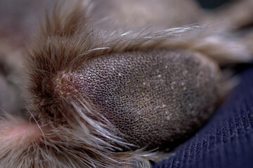 Obraz premium Extreme macro close up of a dog paw pad texture. Detailed photography of the rough skin surface on a canine foot bottom suitable for biology use.