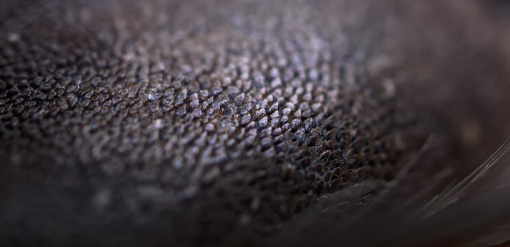 Abstract macro texture of rough animal skin or nose pad. Extreme close up detail of organic pattern and surface structure in black and white.