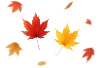 Autumn maple leaves falling composition. Red and yellow leaf elements, seasonal nature decoration with transparent background