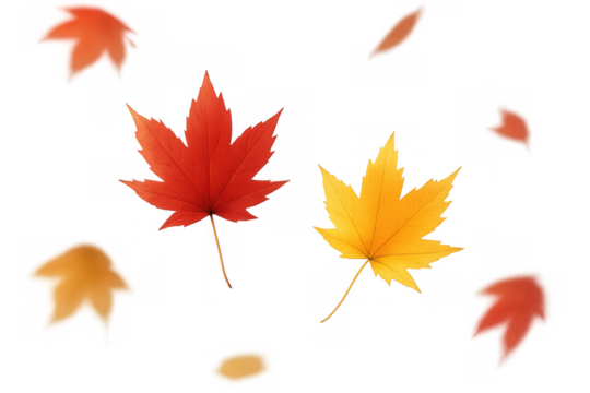 Autumn maple leaves falling composition. Red and yellow leaf elements, seasonal nature decoration with transparent background - Powered by Adobe