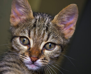 Selfie style portrait of a tabby kitten looking at the camera. Funny close up of a young domestic cat pet with big eyes and ears.