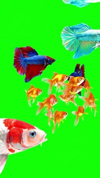Green Screen Footage for Compositing with fish animation swim video 3d underwater single and group chroma realistic isolated school of distortion, overlay, glitch, static noise, scan lines on black