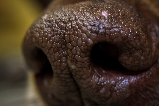 Extreme macro close up of dog nostrils and nose texture. Detailed biology shot of canine smell organ skin pattern and wetness.